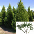 Leyland Cypress Tree Cuttings - 7-8" Fresh S.C. Variety for Privacy Screen - Fast Growing (Cupressocyparis leylandii)