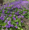 Purple Wild Violet Rhizomes 100+ Bareroot Organic Viola Perennial Edible Herbaceous Plant