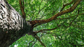 Silver Maple Trees - 1ft - 2 Pack - Acer saccharinum - Fast-Growing Shade Trees for Landscaping