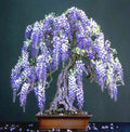 Chinese Blue Wisteria Seeds - 10 Pack - Fast Flowering Hardy Vine - Wisteria sinensis - Bonsai Plant