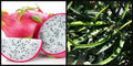 15 Unrooted 8" Cuttings - White Flesh Dragon Fruit Plant Vine - Pitahaya Hylocereus