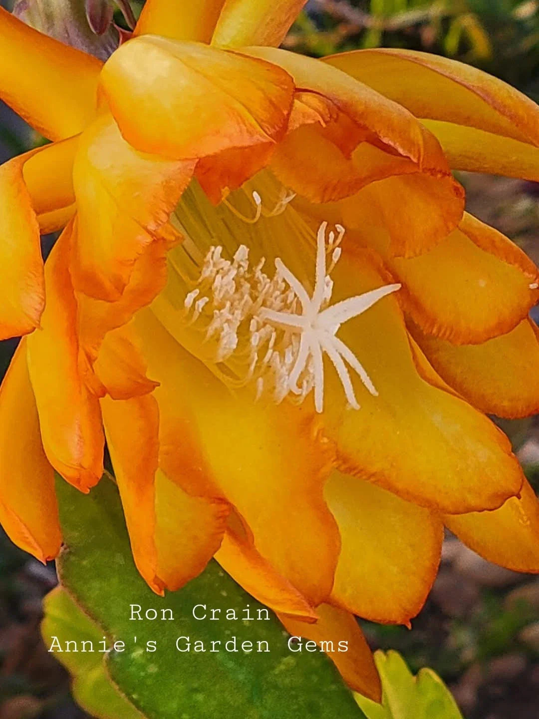 Epiphyllum Ron Crain Cuttings - Unrooted Orchid Cactus - 8 to 10 Inches Long - Unique Houseplant Variety