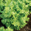 Lettuce Seeds 5000 Count Grand Rapids Waldmann Green Loose Leaf (Early) - Fast Growing Variety for Home Garden