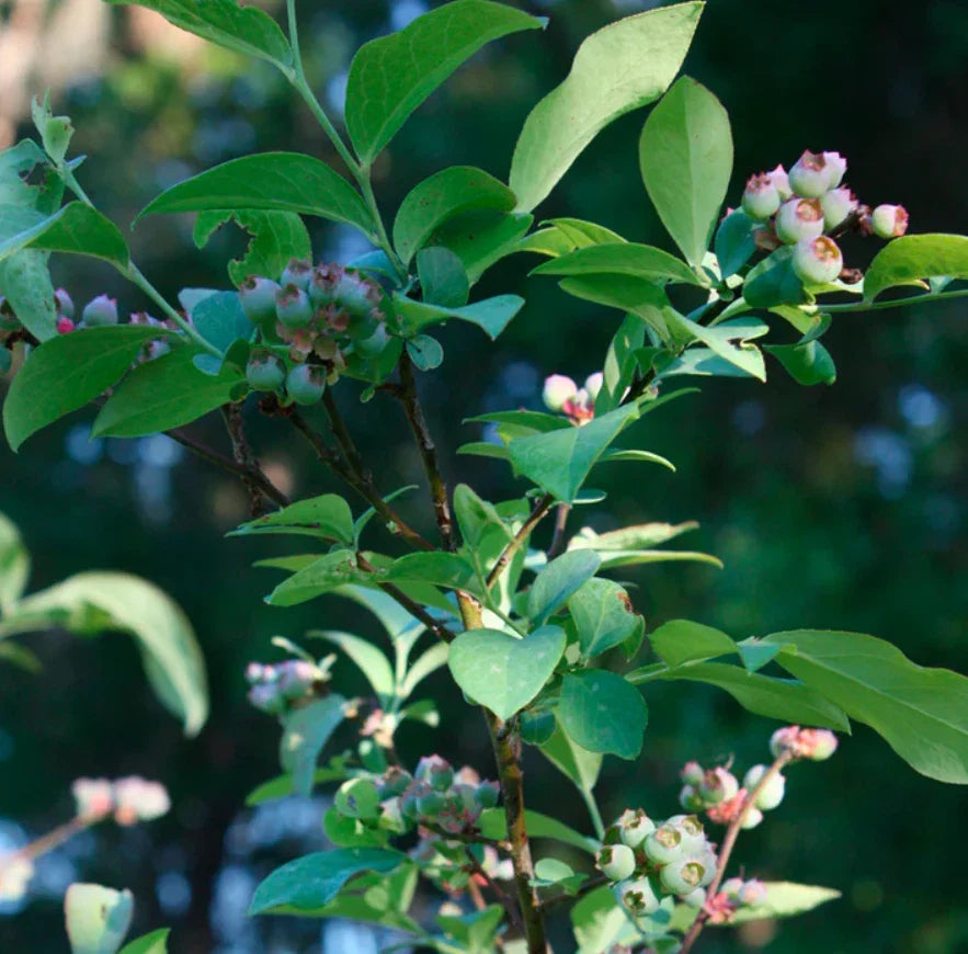 Live Biloxi Blueberry Plant – 4–6" Tall – Soil-Wrapped Roots – Vaccinium ashei – Set of 1