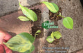 Philodendron Brasil Starter Plants - Rooted Nodes - Easy Care Houseplant - Philodendron hederaceum