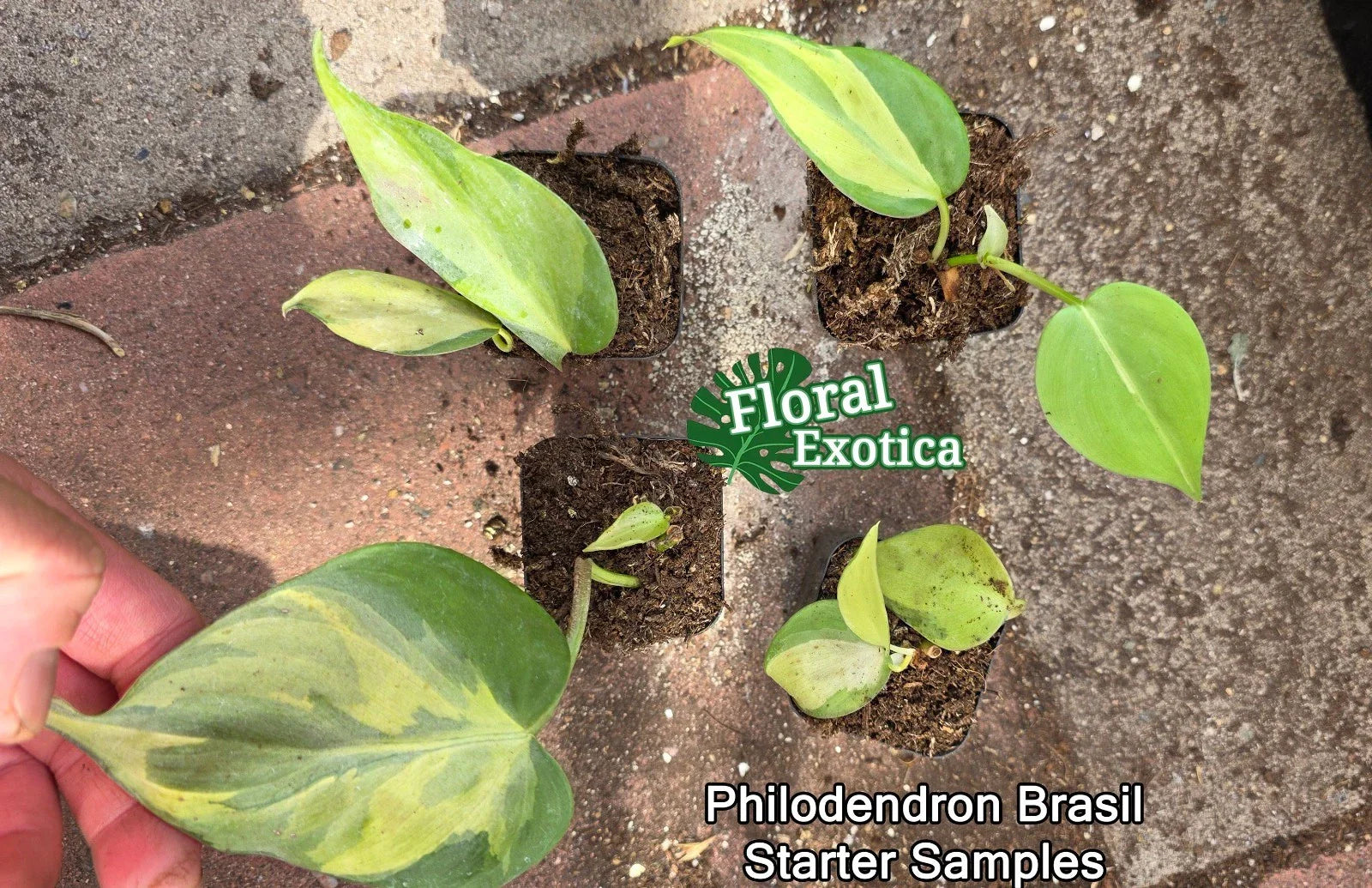 Philodendron Brasil Starter Plants - Rooted Nodes - Easy Care Houseplant - Philodendron hederaceum