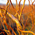 Curly Corkscrew Willow Tree Cuttings - 8 Kelli's Curly Corkscrew - Salix babylonica 'Tortuosa'