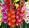 Gladiolus Bulbs 10/12cm Mixed Colors Sword Lily Gladiolus Mix Summer Blooming Cold-Hardy Container Planting