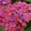 Pink Blue Hydrangea Seeds - 5 Perennial Flower Seeds - Hardy Hydrangea macrophylla - US Seller