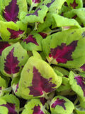 Coleus Plants Plugs, 10 Baby Plants, Premium Shade Kong Jr. Rose, Heart-Shaped Leaves, Heat Tolerant, Coleus blumei
