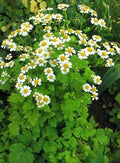 Feverfew Herb Seeds - 100+ Pack - Tanacetum parthenium - Featherfew, Bachelor's Buttons