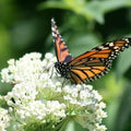 Milkweed Seeds - 50 Swamp White Asclepias Perennial - Monarch Butterfly Host Plant - Pollinator Garden
