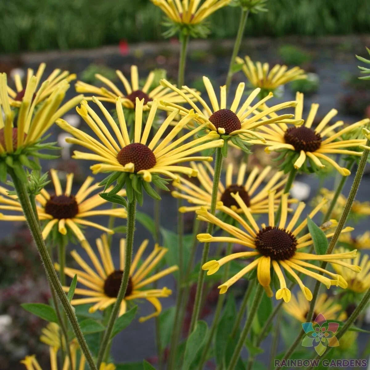 Henry Eilers Rudbeckia Seeds - 200 Seeds for Garden Planting - Black-Eyed Susan (Rudbeckia subtomentosa) - USA