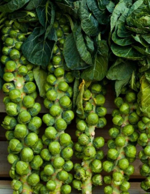 Brussel Sprout Seeds - 500 Count, Long Island Improved, Non-GMO, Compact Variety, Brassica oleracea