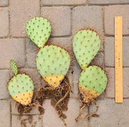 Prickly Pear Cactus Cuttings (3) - Live Rooted Opuntia Ssp. Segments for Planting and Propagation