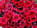 Petunia Seeds - 50 Bright Red Seeds for Containers, Hanging Baskets, Windows - Petunia x hybrida