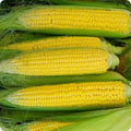 Early Golden Bantam Corn Seeds 25 Ct Heirloom Yellow Sweet Vegetable - Zea mays