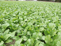 Florida Broadleaf Mustard Greens Seeds | Fast Growing | Heat & Cold Tolerant | Non-GMO