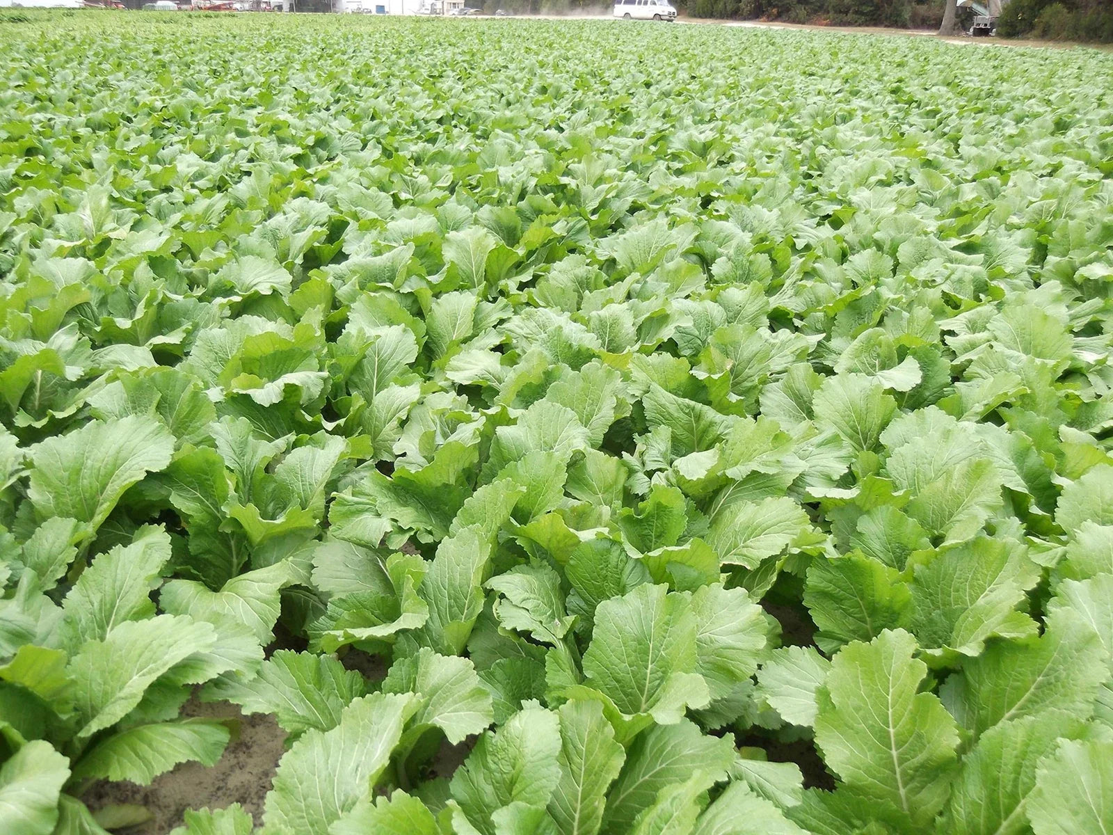 Florida Broadleaf Mustard Greens Seeds | Fast Growing | Heat & Cold Tolerant | Non-GMO