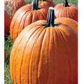 Big Max Pumpkin Seeds - 15+ Heirloom Organic Seeds - Cucurbita maxima - Perfect for Home Gardens