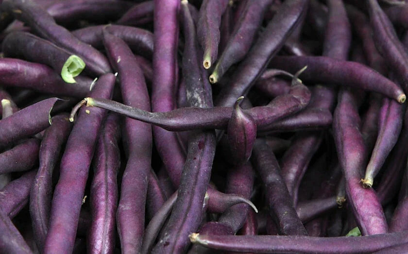 Royal Burgundy Bean Seeds 50 Ct Heirloom Purple Bush Vegetable Phaseolus vulgaris - USA, Free Shipping