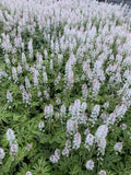 Foam Flower Live Plant - Tiarella 'Candy Striper' - Pink Striped Flowers - Shade Plant