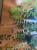 Hoya Plant Bundle - Hoya Bella Variegated & Hoya Engleriana - Indoor Houseplants for Home Decor - Easy Care Plants