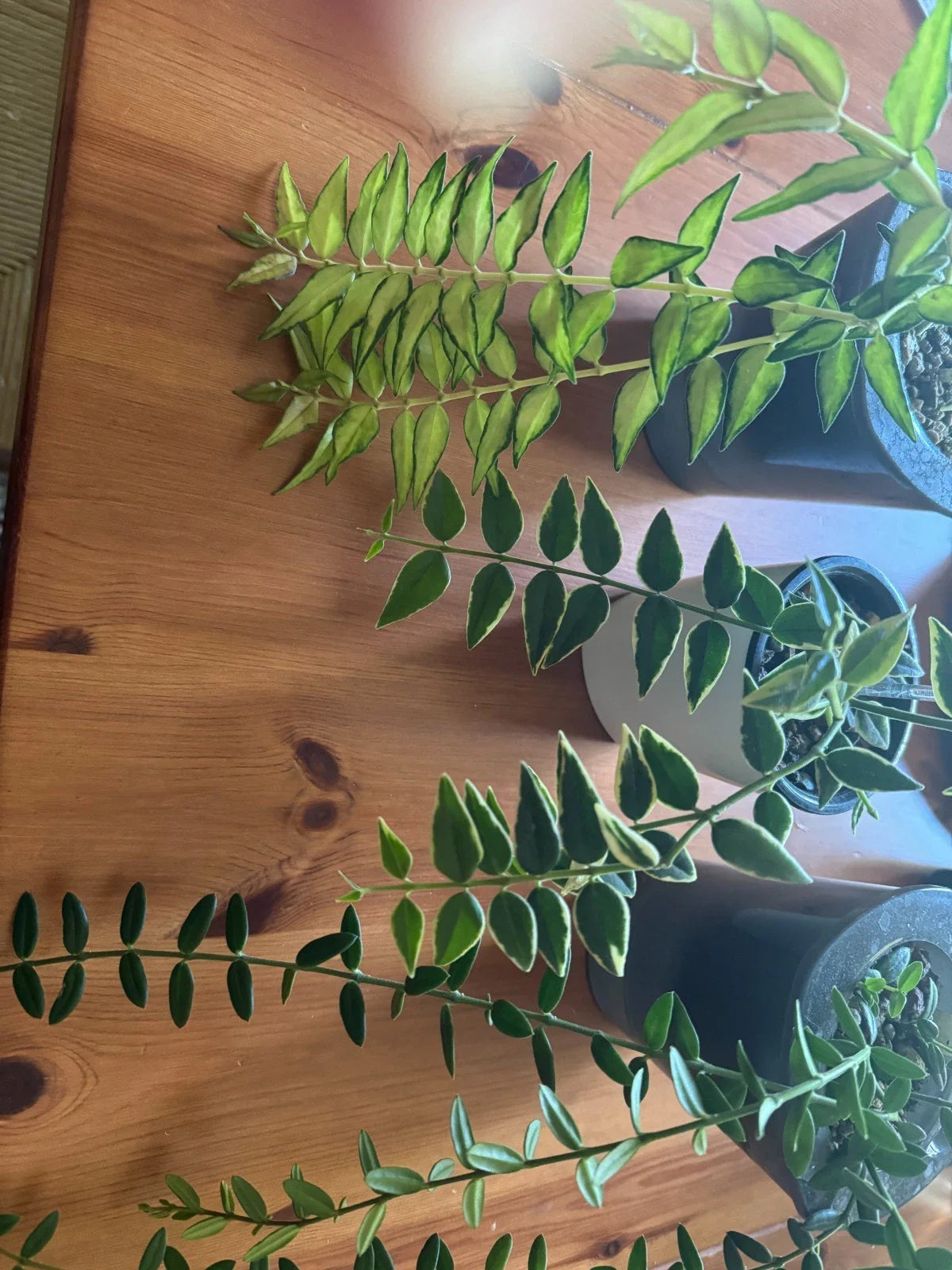 Hoya Plant Bundle - Hoya Bella Variegated & Hoya Engleriana - Indoor Houseplants for Home Decor - Easy Care Plants