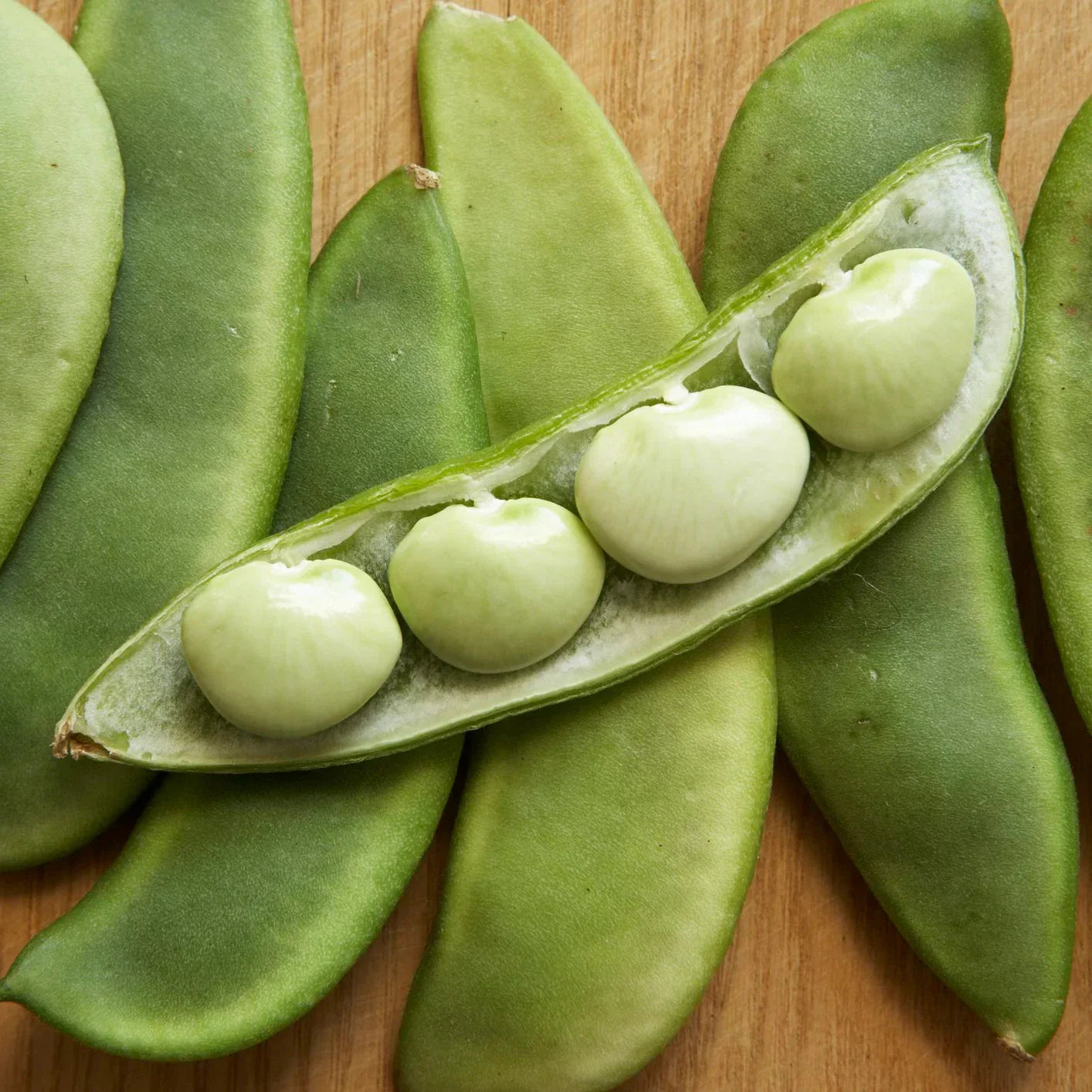 Fordhook 242 Lima Bean Seeds - AAS Winner Large Pods - Drought Resistant - Phaseolus lunatus