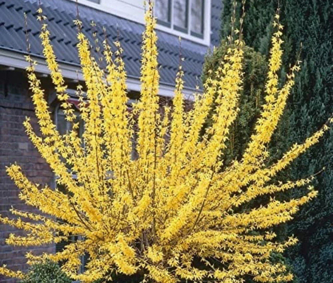 Forsythia Plant - 2-3 Year Old - Blooming Yellow Flowers - Forsythia x intermedia