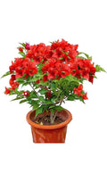 Jamaican Red Bougainvillea Starter Plant - Small Well Rooted - Rare Tropical Plant (Bougainvillea glabra)