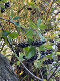 Black Chokeberry Seeds - Aronia melanocarpa - Choose Your Quantity for Planting