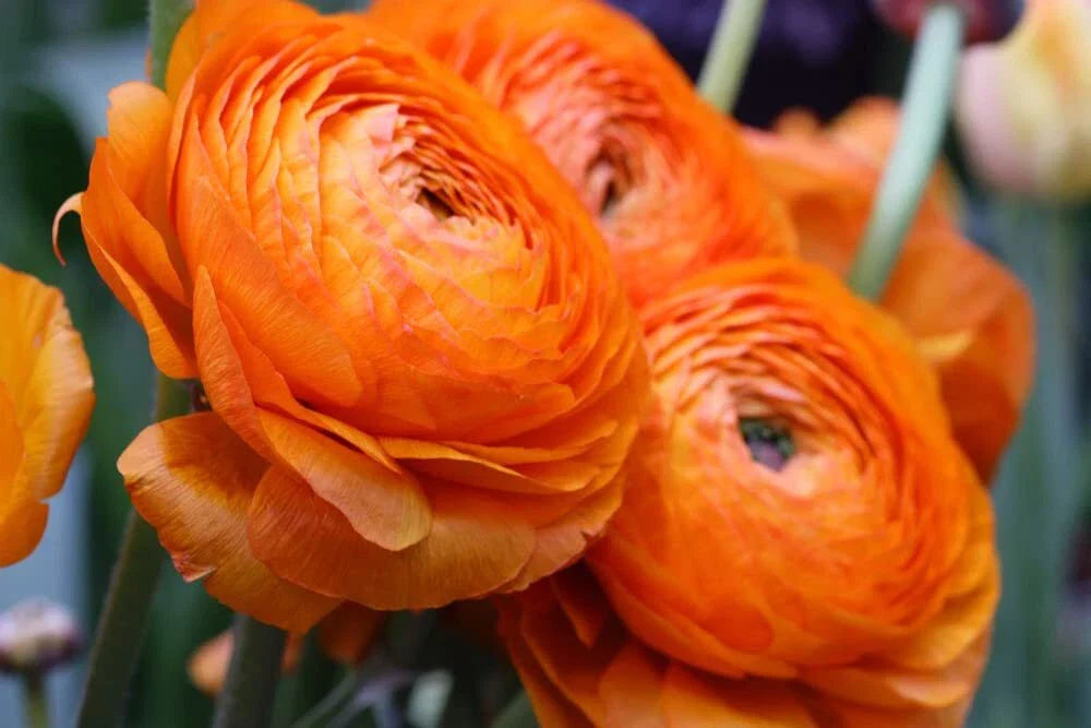 Orange Ranunculus Bulbs for Planting - 10 Bulbs - Flowering Plants - Ranunculus asiaticus
