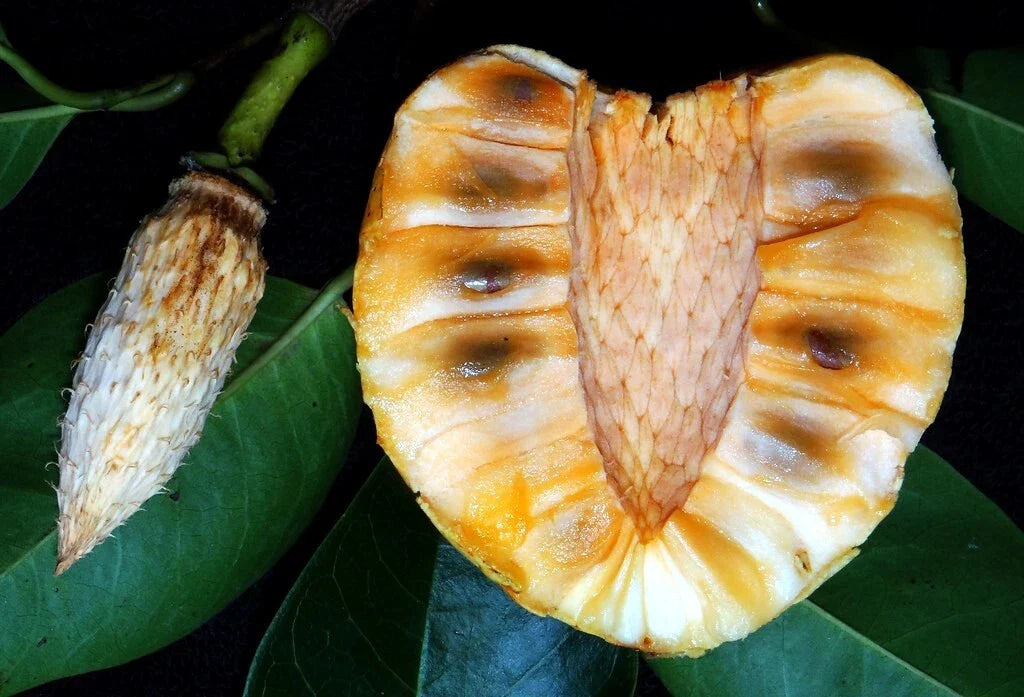 Pond Apple Tree Seeds - 5 Pack - Rare Annona glabra - Tropical Alligator Apple Fruit