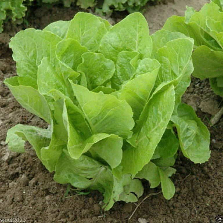 Lettuce Seeds - Jericho Romaine Variety - Fresh Non-GMO Seeds for Home Garden - Lactuca sativa