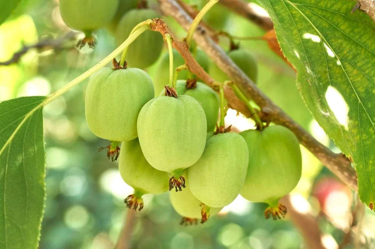 Hardy Kiwi Plants - 5 Live Rooted Plugs - Prolific Variety - Actinidia arguta