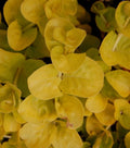 Golden Creeping Jenny Plant - 4" Pot - Golden Lloydiella - Lysimachia nummularia 'Aurea' - Ground Cover for Gardens
