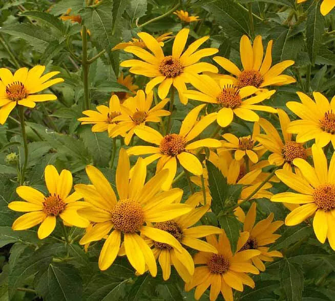 Sunflower OX-EYE Daisy Seeds - 200 Non-GMO Perennial, Drought Tolerant, Pollinator-Friendly, Leucanthemum vulgare