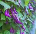 Purple Hyacinth Bean Vine Seeds - 15 Seeds - Purple Pods - Dolichos lablab
