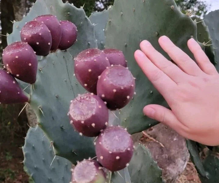 Giant Prickly Pear Cactus Pads 5-Pack Cold Hardy Opuntia Produces Large Fruit