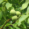 Live Black Walnut Tree 10"-40" Well Rooted Plant Juglans nigra