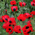 Crimson Red Black Lady Bug Poppy Seeds - Non-GMO 500 Seeds - Papaver rhoeas - Attracts Butterflies