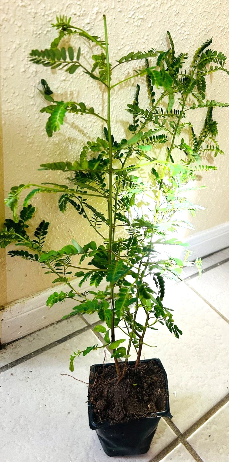 Organic Stone Breaker Plants 14" - Phyllanthus niruri Chanca Piedra - 2 Pack - Medicinal Herb for Kidneys