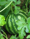 Sugar Baby Watermelon Seeds - 30+ Non-GMO Fruit Seeds for Garden - Citrullus lanatus - Free Shipping USA