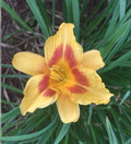 Daylily Plants - 4 Plump Red Eye Stella de Oro - Hemerocallis 'Stella de Oro' Bare Root