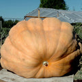 Dill's Atlantic Giant Pumpkin Seeds - 5 Heirloom Non-GMO Seeds for Giant Pumpkins - Cucurbita maxima