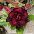 Red Black Desert Rose Seeds - 4 Perennial Adenium Flowers - High-Quality Seeds - US Seller