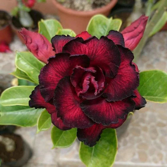 Red Black Desert Rose Seeds - 4 Perennial Adenium Flowers - High-Quality Seeds - US Seller