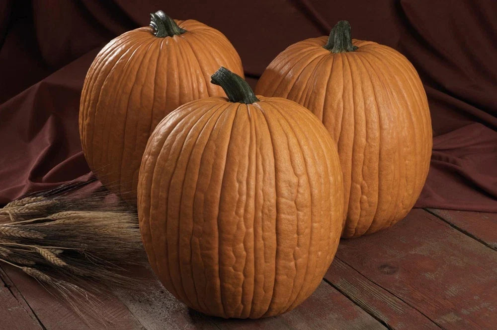 Pumpkin Seeds - Mr. Wrinkles Variety - Fresh Non-GMO Seeds for Planting - Cucurbita pepo