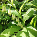 Solomon's Seal Bare-root Plant - Polygonatum biflorum - Perennial Shade Garden Favorite
